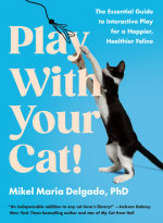 Play With Your Cat!